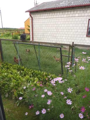 2012-07-31_1549__5781R Cosmos & chickens in the garden of our overnighter, Lesznowola, Poland.JPG