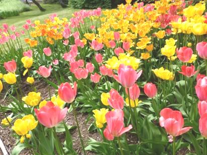 2013-06-15_1145__0239R Tulips in the Botanic gardens, Akureyri, Iceland.JPG