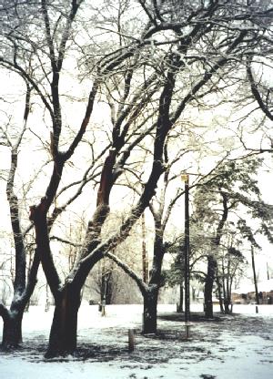 2002-02-06 2 Snowy trees, Sayre, Texas