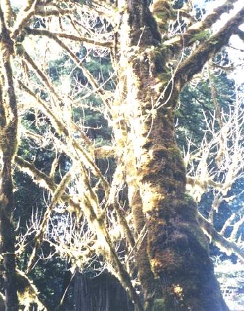 2002-03-24 2 Lichen covered trees Redwood Park, California