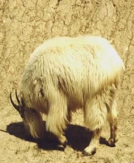 2002-06-12 10 Mountain Goat, Icefilelds Parkway, Alberta