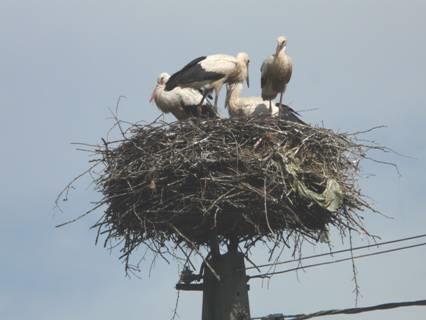 2012-07-14_1007__8290A Storks, Wilczkowo, Poland.JPG