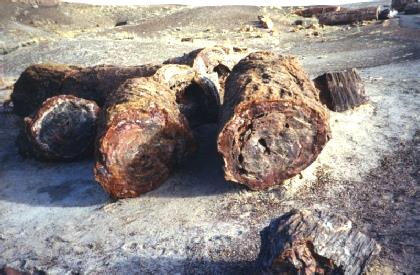 2002-02-14 12  Petrified Wood in the Petrified Forest National Park, Arizona