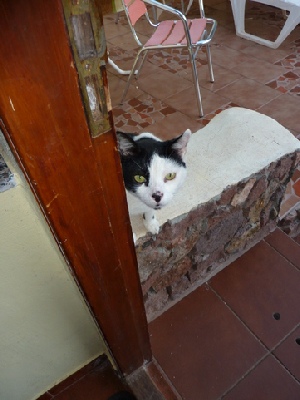 2013-01-28_1825__6693R Puntito - one of the los Marteles cats, Gran Canaria