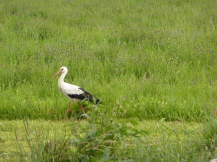 2012-07-14_0903__5596R A stork in Poland.JPG