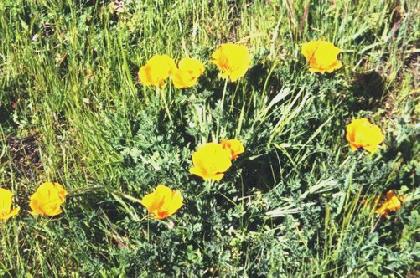 2002-03-11 3  Californian poppies at Andrew Molera Beach, California